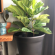Hi, I’m a Fig